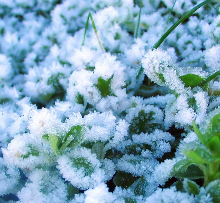 How To Grow Garden Vegetables During Winter