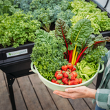 Medium Raised Garden Bed with Garden Cover