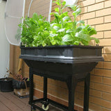 Small Vegepod on trolley wheels growing lettuce